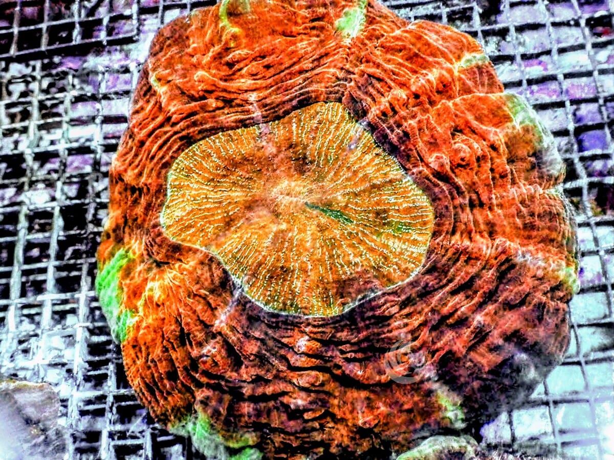 Ultra Acanthophyllia