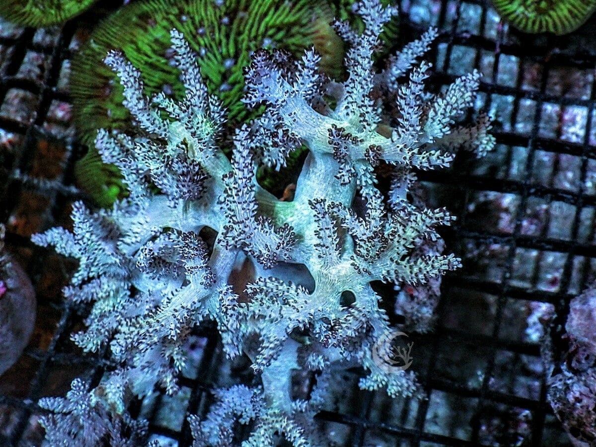 Green Capnella Tree Leather 