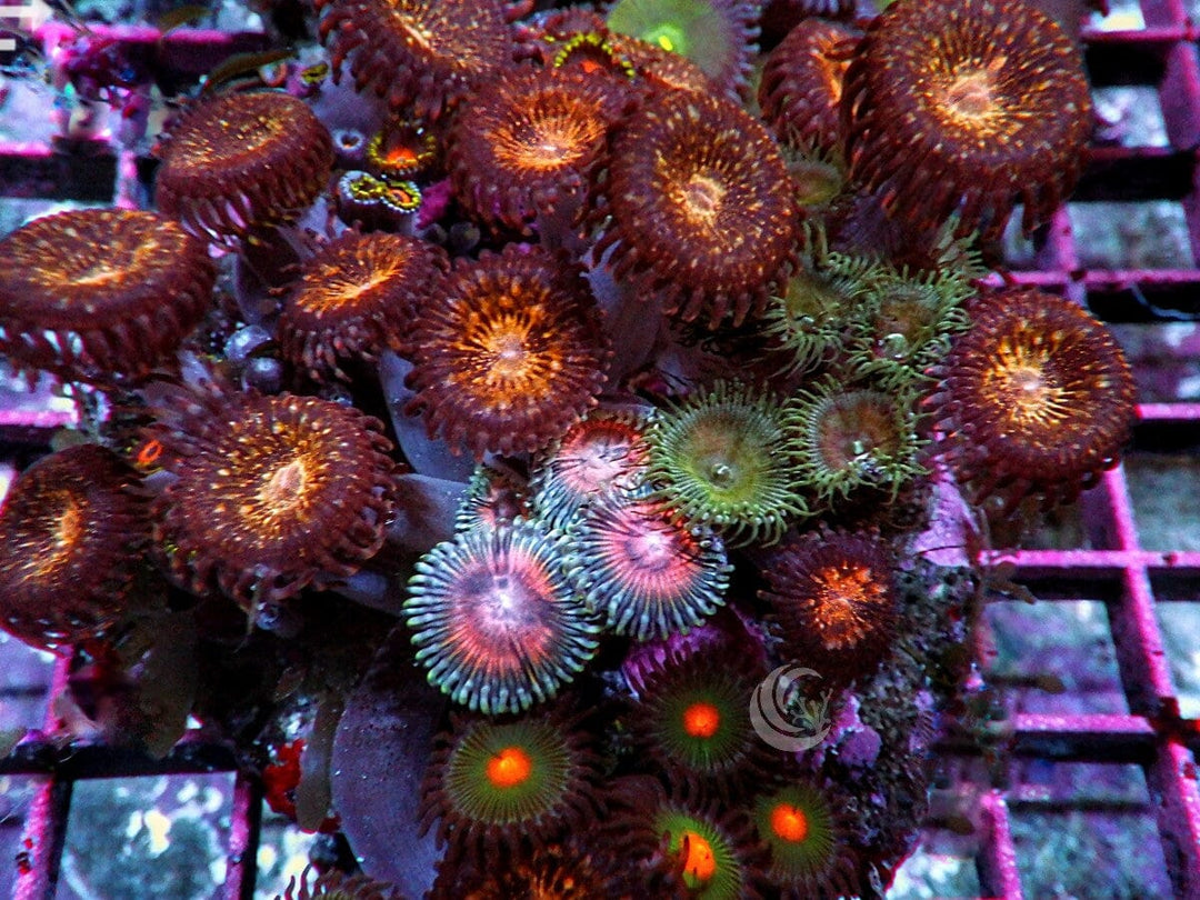 Zoanthid Combo