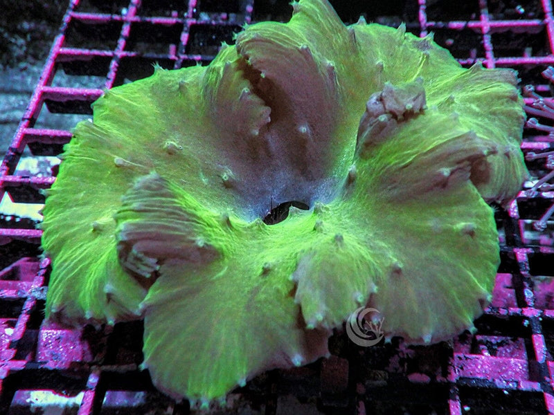 Green Cabbage Leather - Pacific East Aquaculture