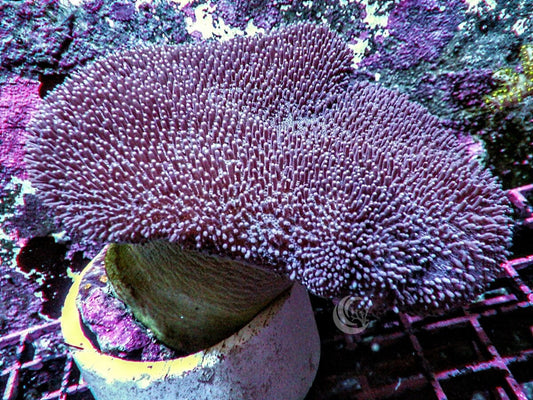 Toadstool Leather