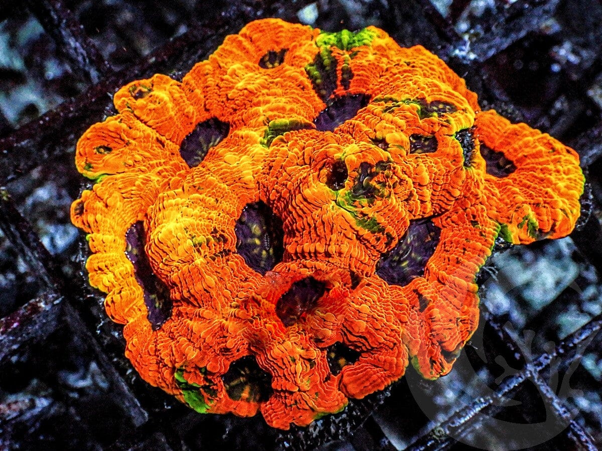Super Orange Acan echinata