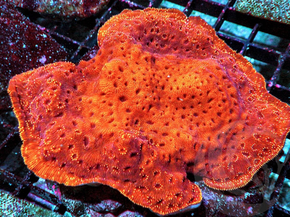 Metallic Orange Pavona maldivensis