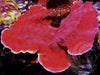 Blood Pool Plating Montipora