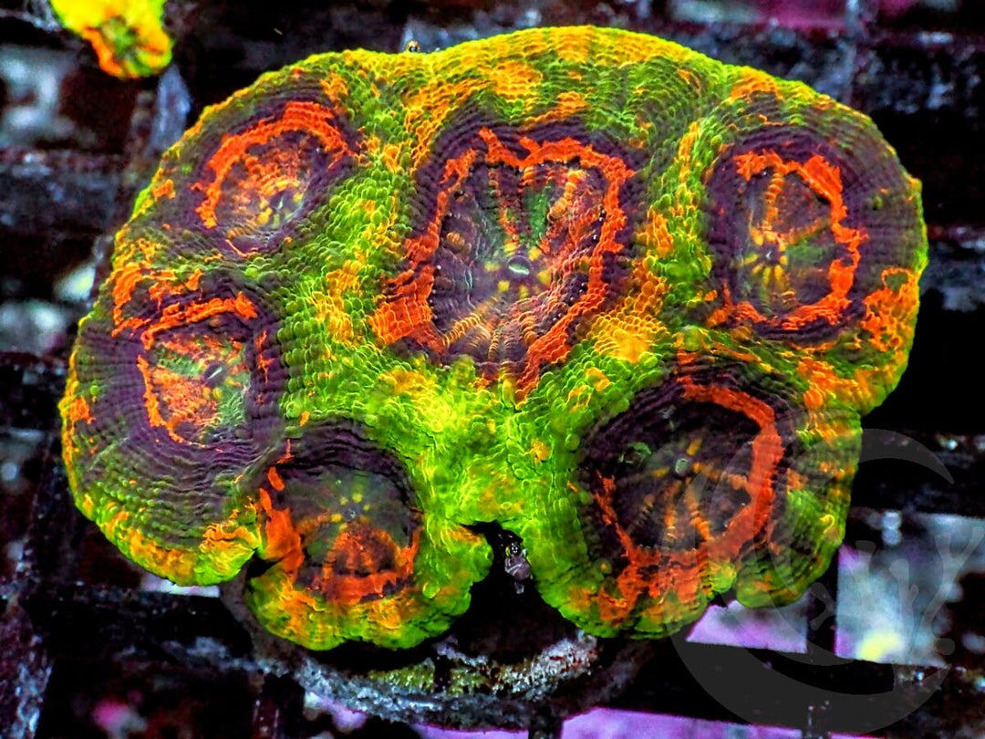 Mesmerizing Acan echinata
