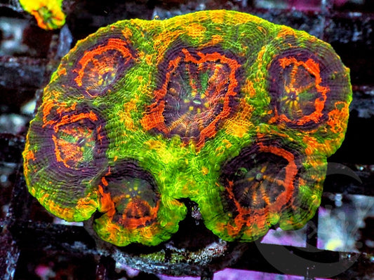 Mesmerizing Acan echinata