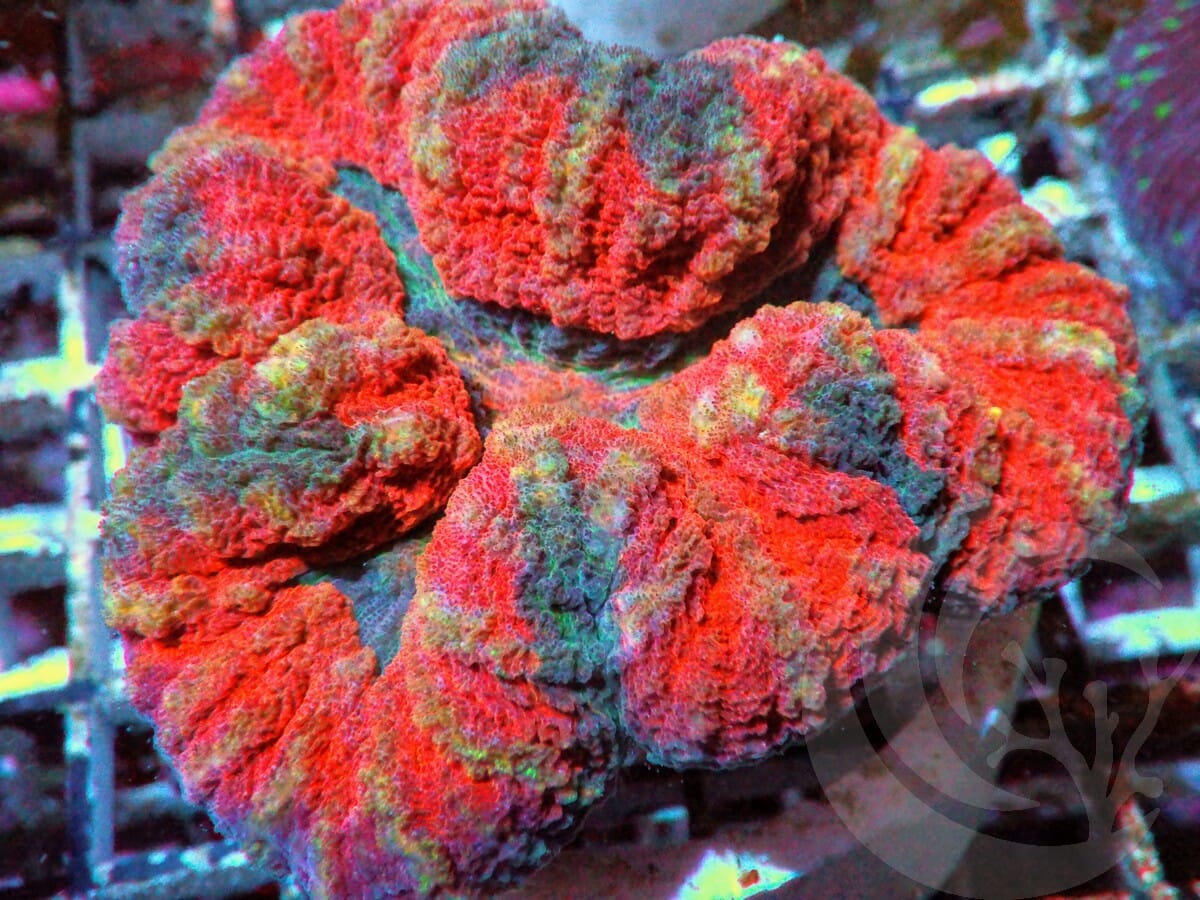 Tattooed Red Lobophyllia