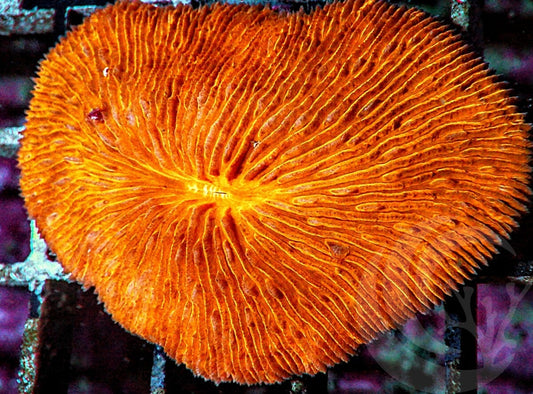 Orange Fungia