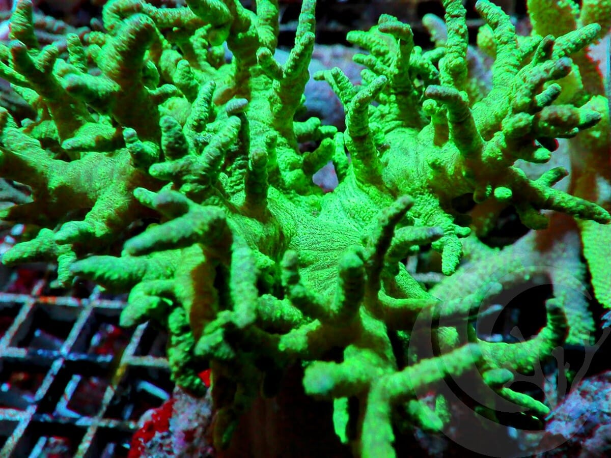 Green Spaghetti Leather