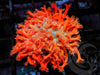 Orange-red Goniopora