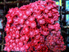 Red Goniopora