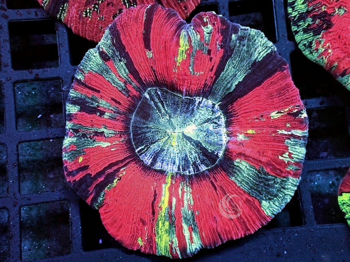 Rainbow Trachyphyllia