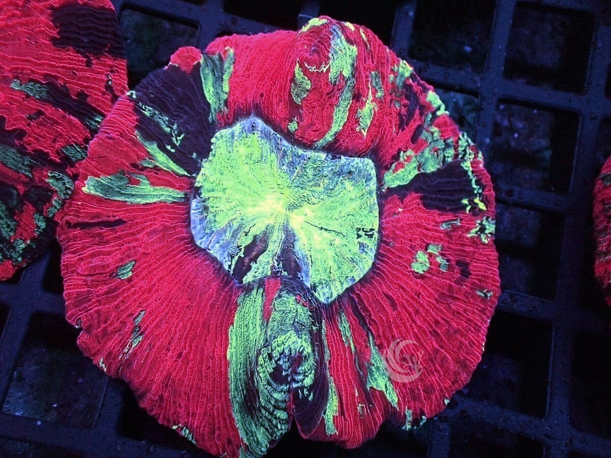 Red-Teal Trachyphyllia