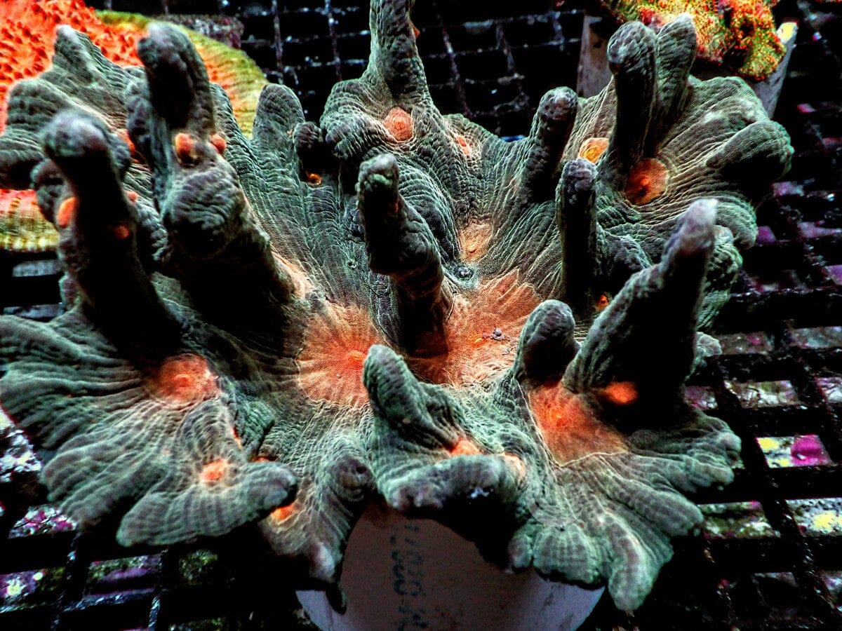 Haunting Goblin Pectinia