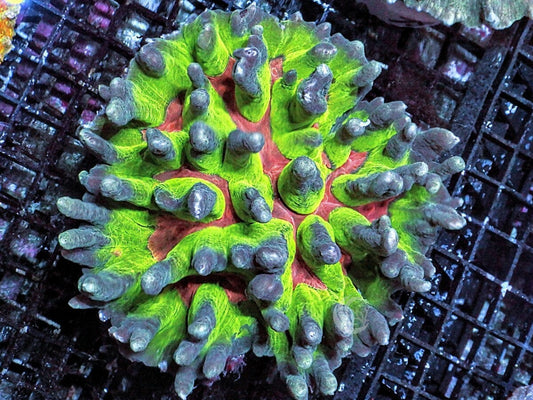CENTERPIECE Ultra Mind Bender Pectinia