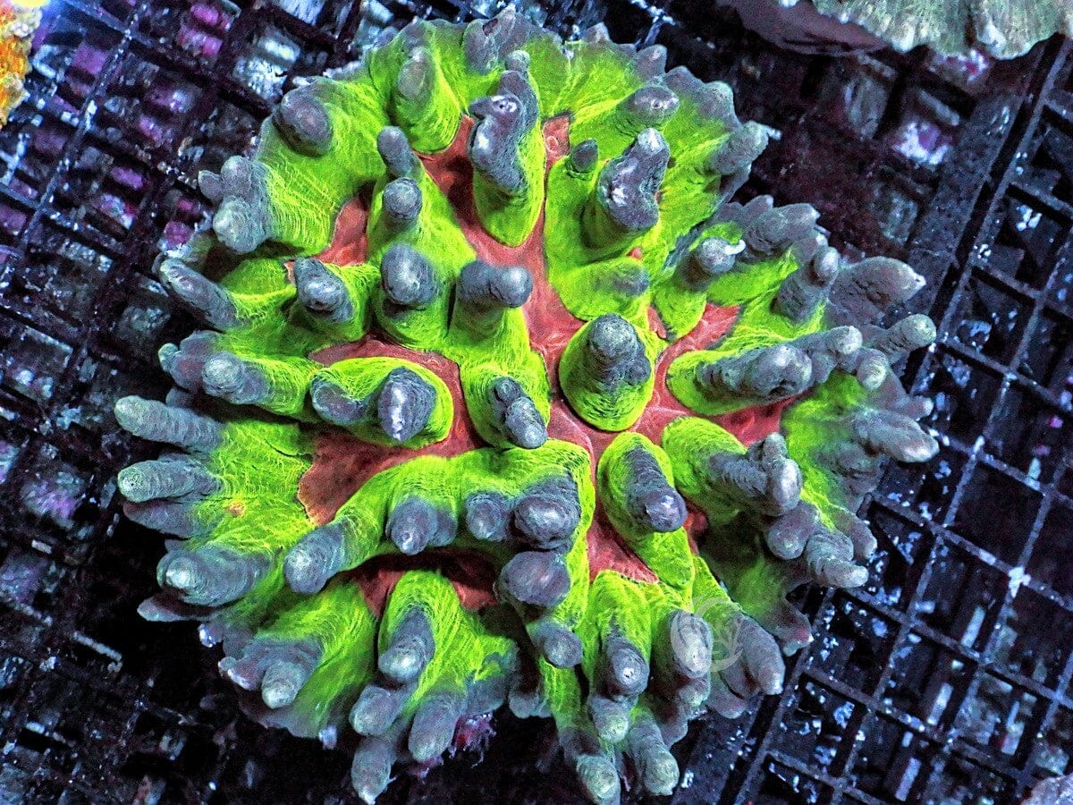 CENTERPIECE Ultra Mind Bender Pectinia