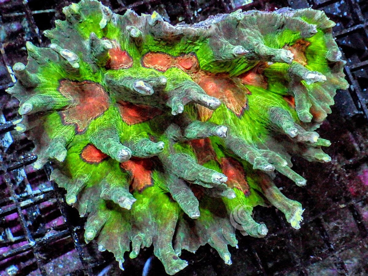 Ultra Mind Bender Pectinia