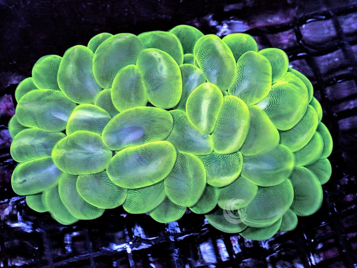 Cats Eye Lime Bubble