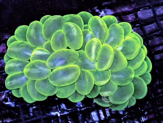 Cats Eye Lime Bubble