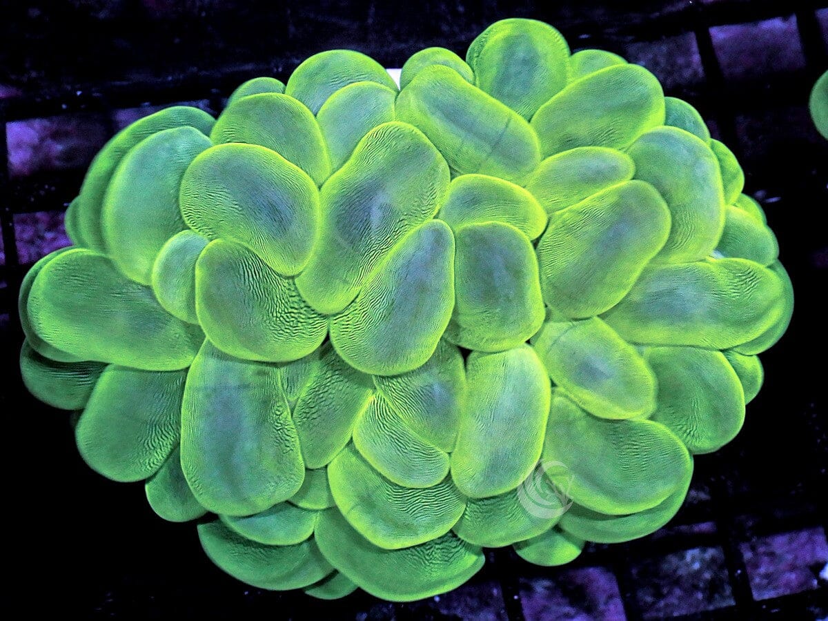 Bright Lime Bubble