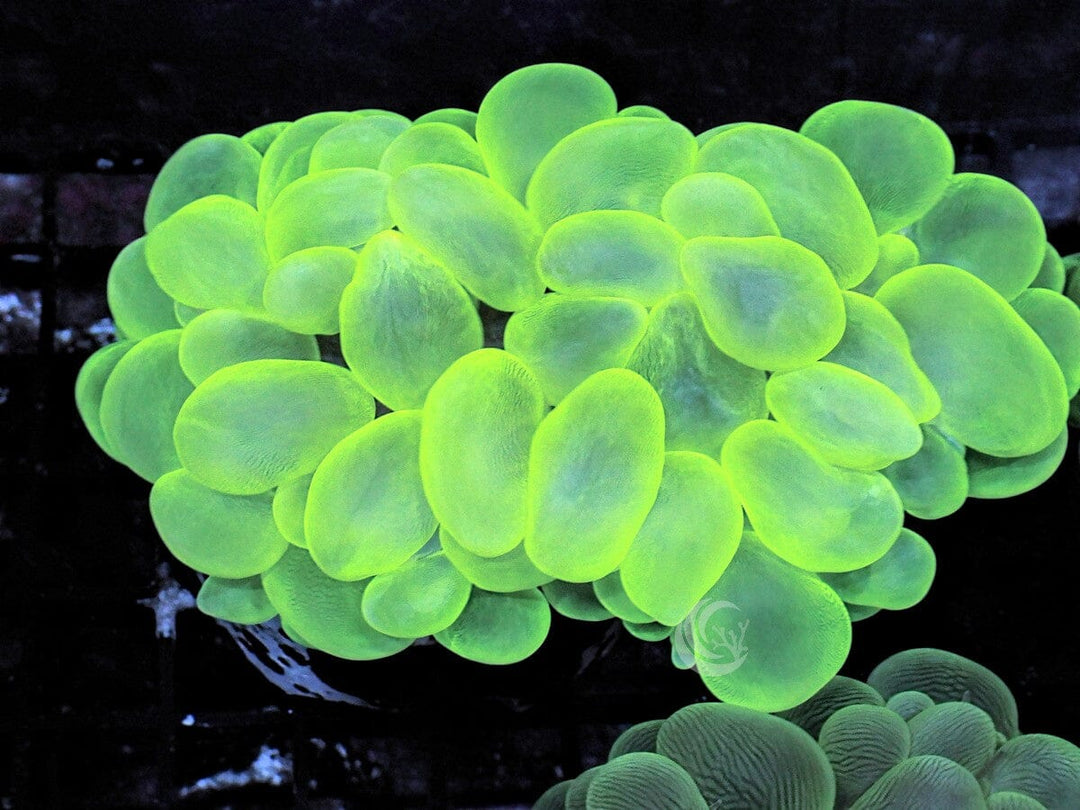 Bright Lime Bubble