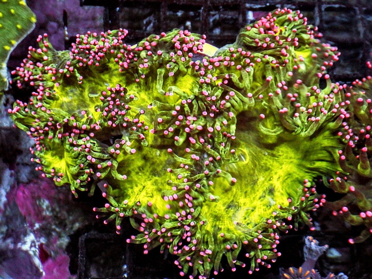Hot Pink tip Neon Lime Elegance