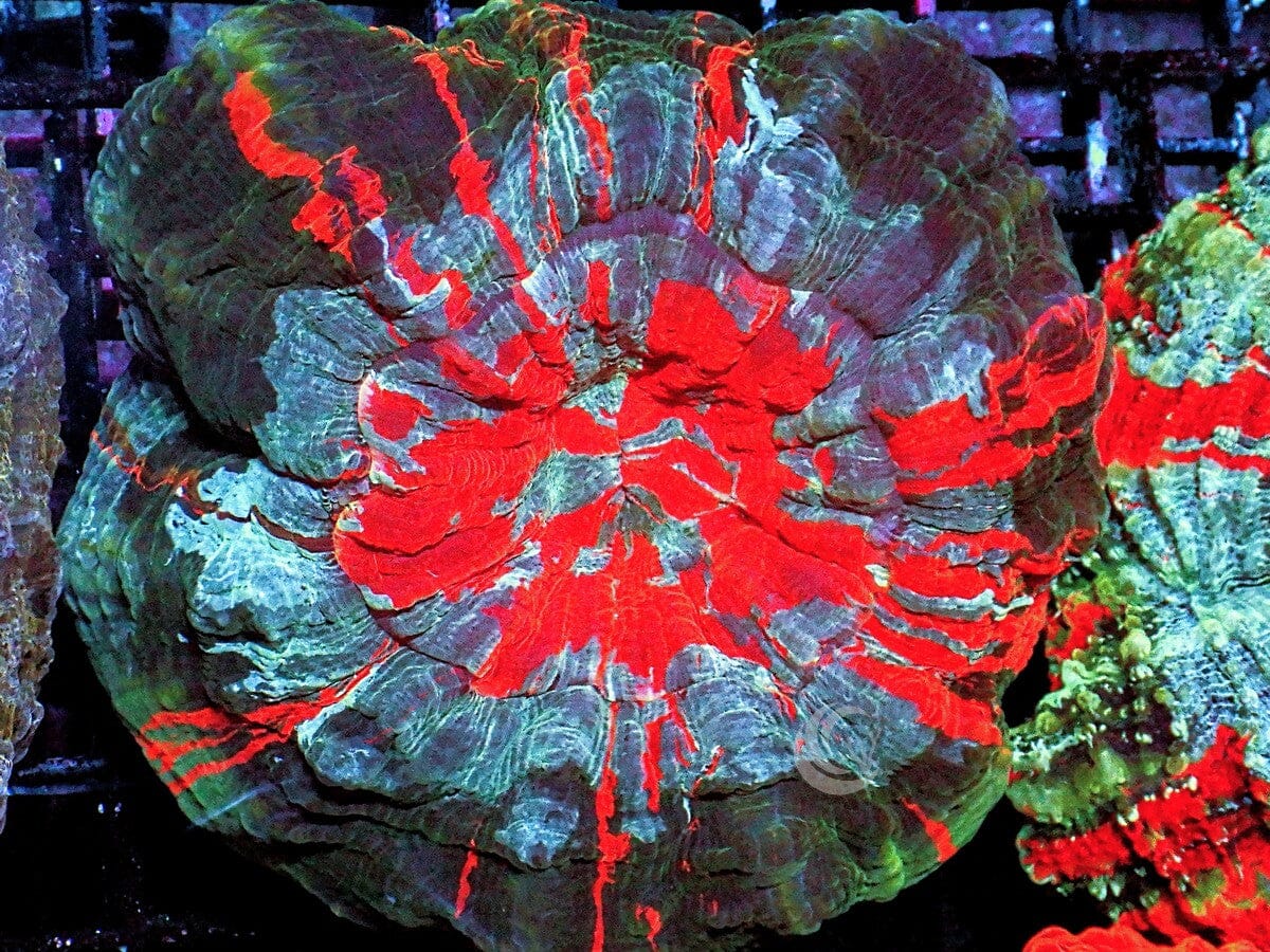 Ultra Rainbow Acanthophyllia