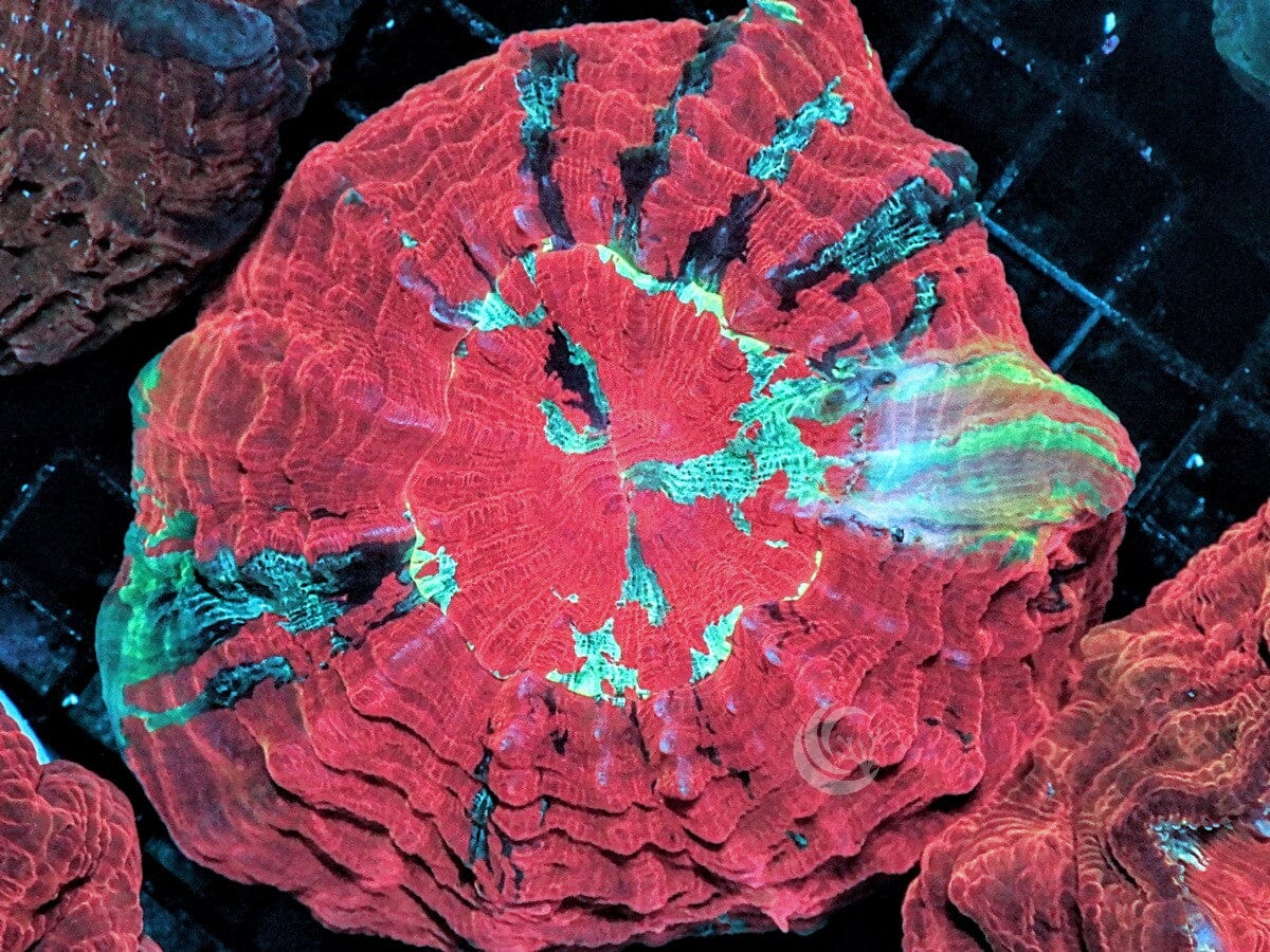 Striped Ultra Acanthophyllia