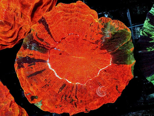 Mosaic Metallic Orange Acanthophyllia