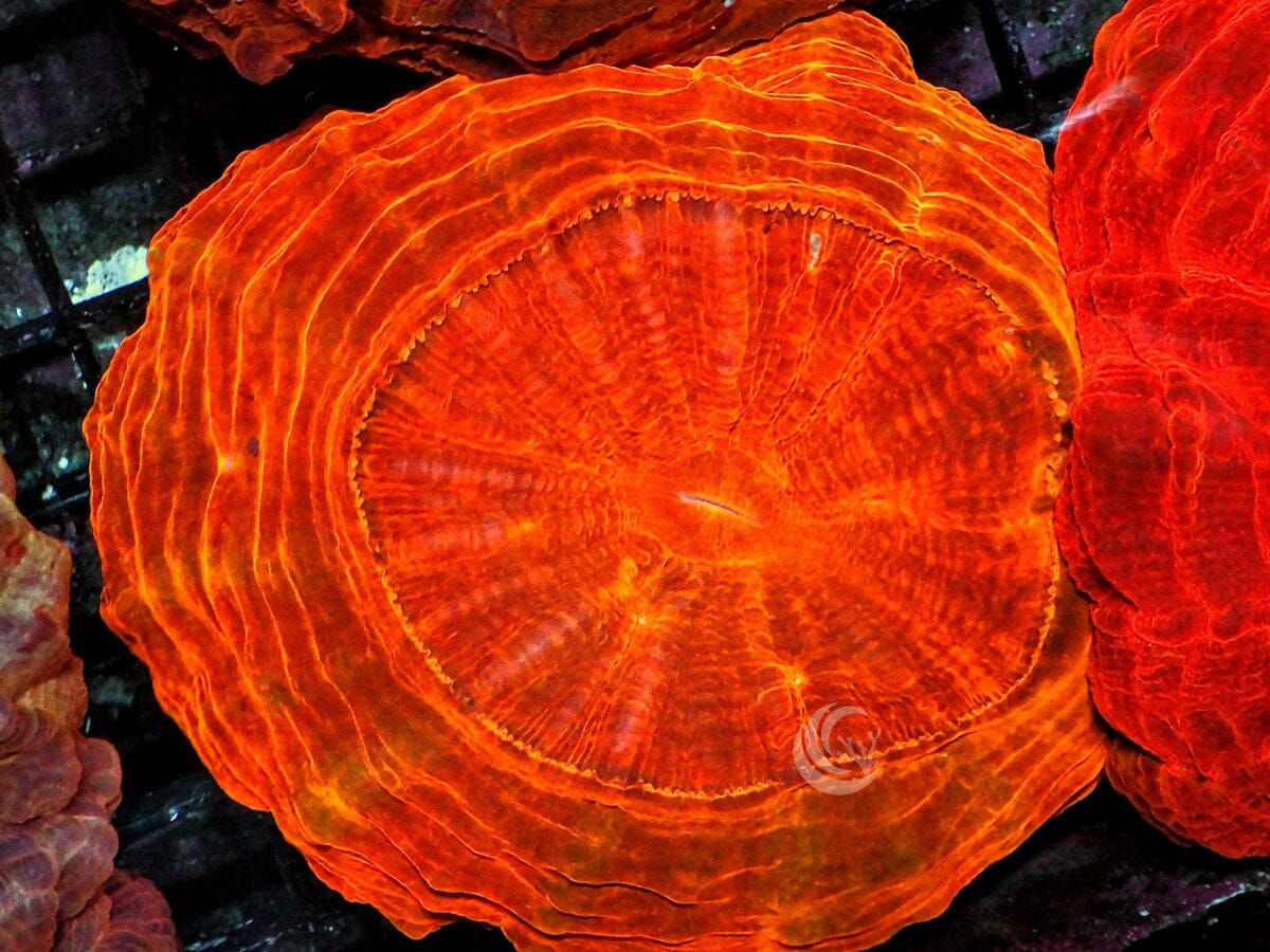 Metallic Orange Acanthophyllia