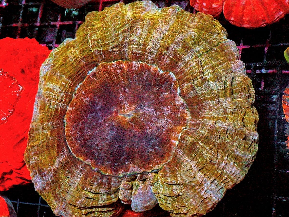 Unusual Jumbo Acanthophyllia