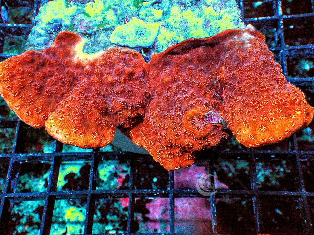 Metallic Orange Pavona maldivensis Pillars