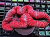 Striped Red Lobophyllia