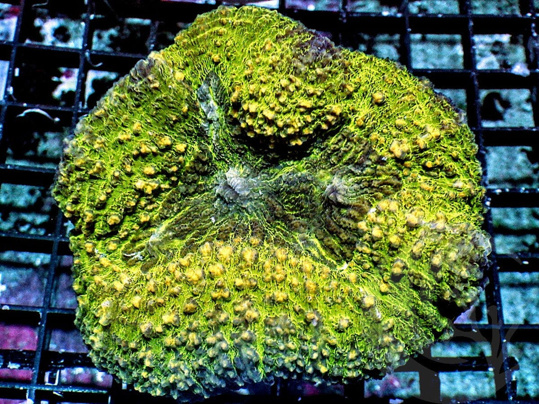 Yellow-Green Lobophyllia
