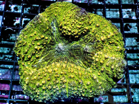 Yellow-Green Lobophyllia