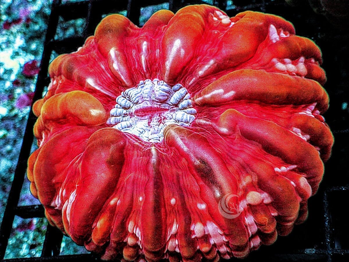 Red-Orange Translucent Cynarina