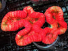 Super Red Lobophyllia