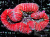 Striped Red Lobophyllia