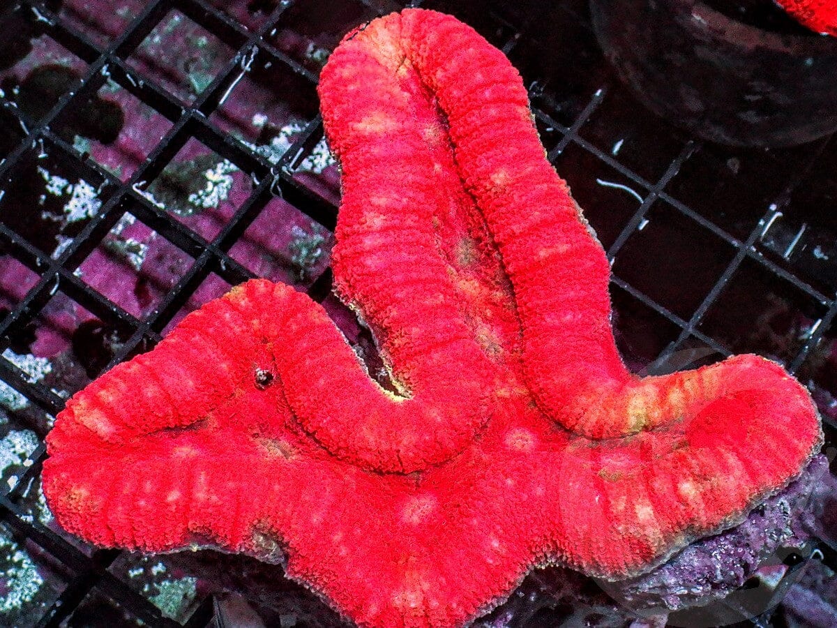 Super Red Lobophyllia