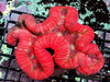 Super Red Lobophyllia