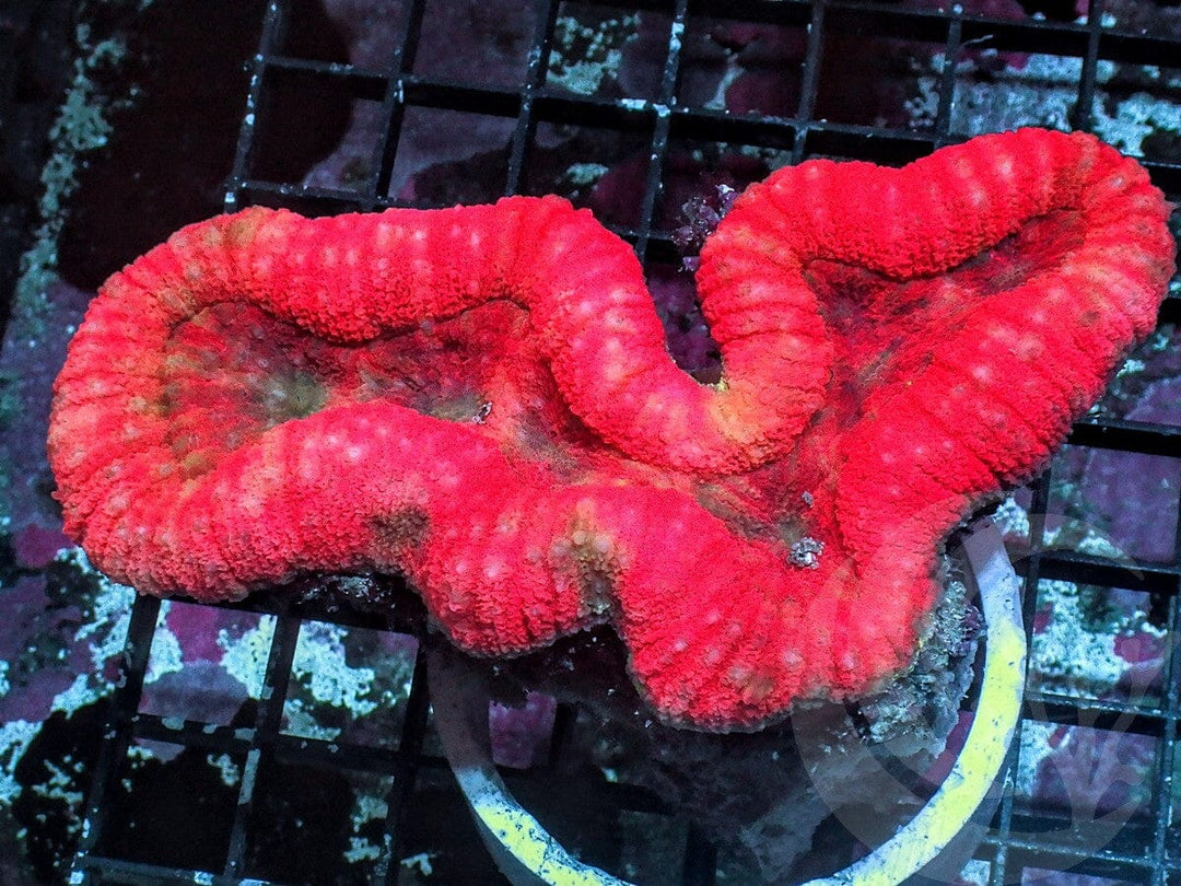 Super Red Lobophyllia