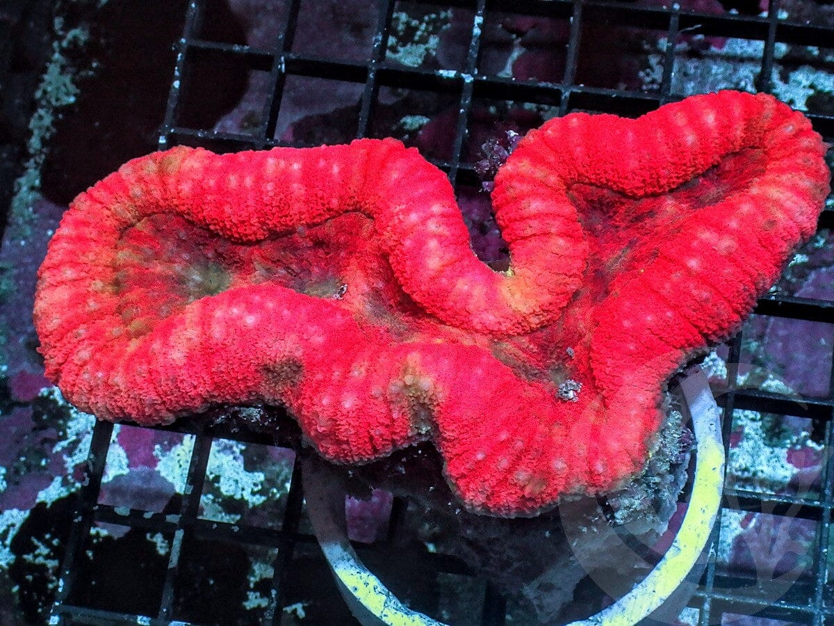 Super Red Lobophyllia
