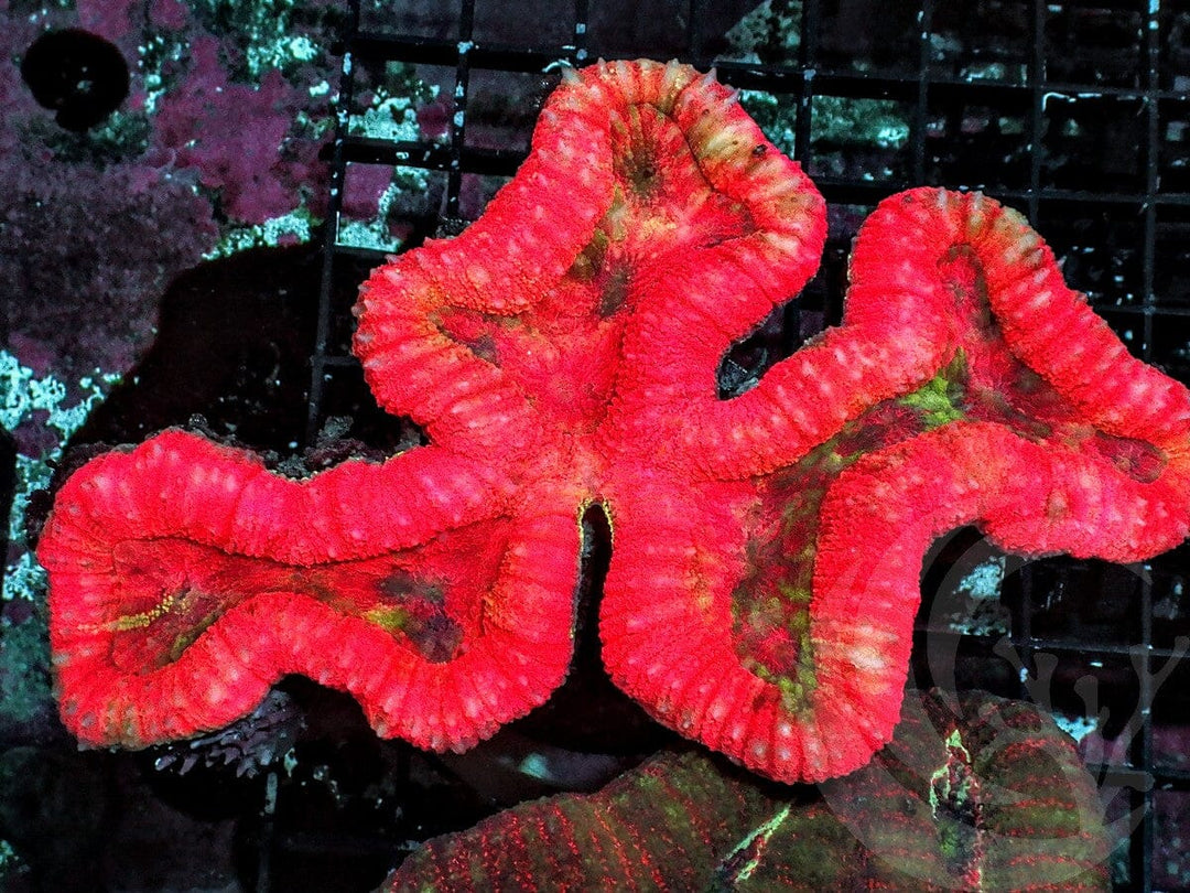 Super Red Lobophyllia