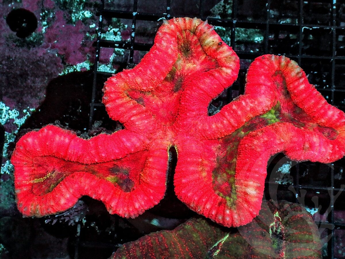 Super Red Lobophyllia