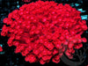 Neon Red Goniopora