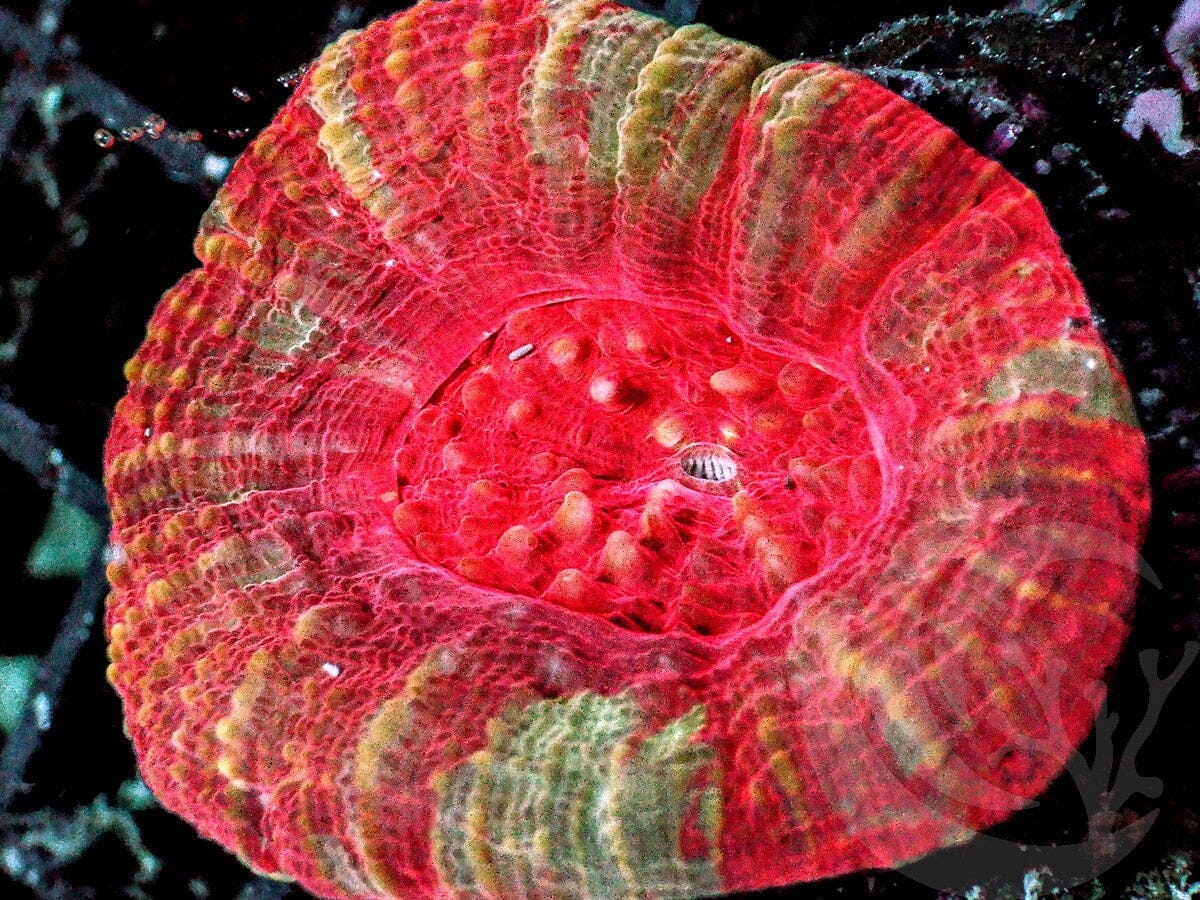 Streaked Red Scolymia