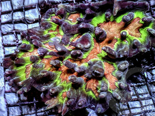 SHOWPIECE Radioactive Mind Bender Pectinia