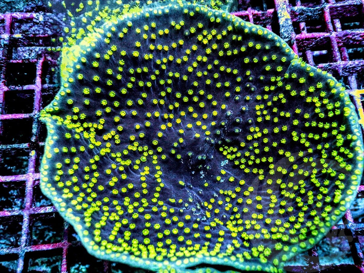 Neon Polyp Scrolling Turbinaria Bowl