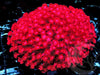 Neon Red Goniopora