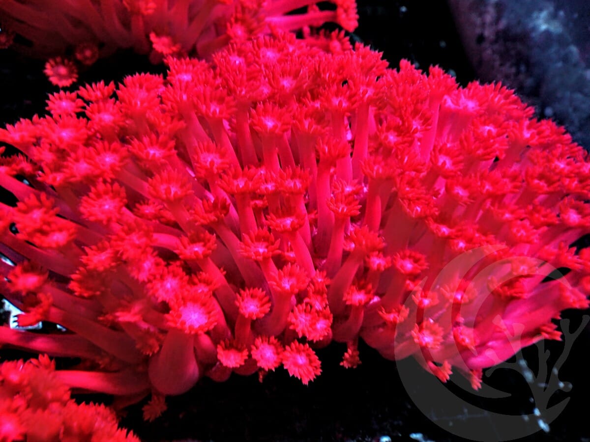 Neon Red Goniopora
